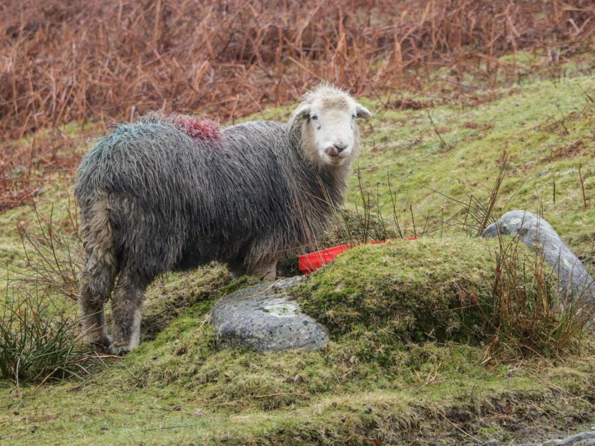 Windermere Kendal Bagian luar foto